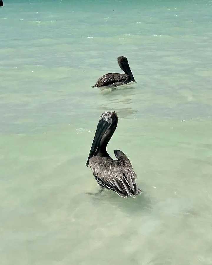 Hotel And Beach Club Escape Holbox 0*, 홀박스아일랜드